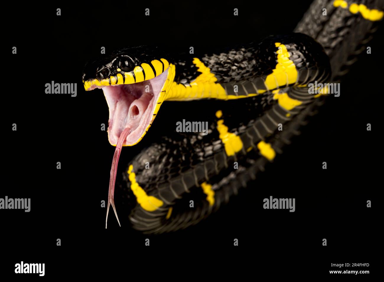 Serpente di Mangrove Occidentale (Boiga melanota) Foto Stock