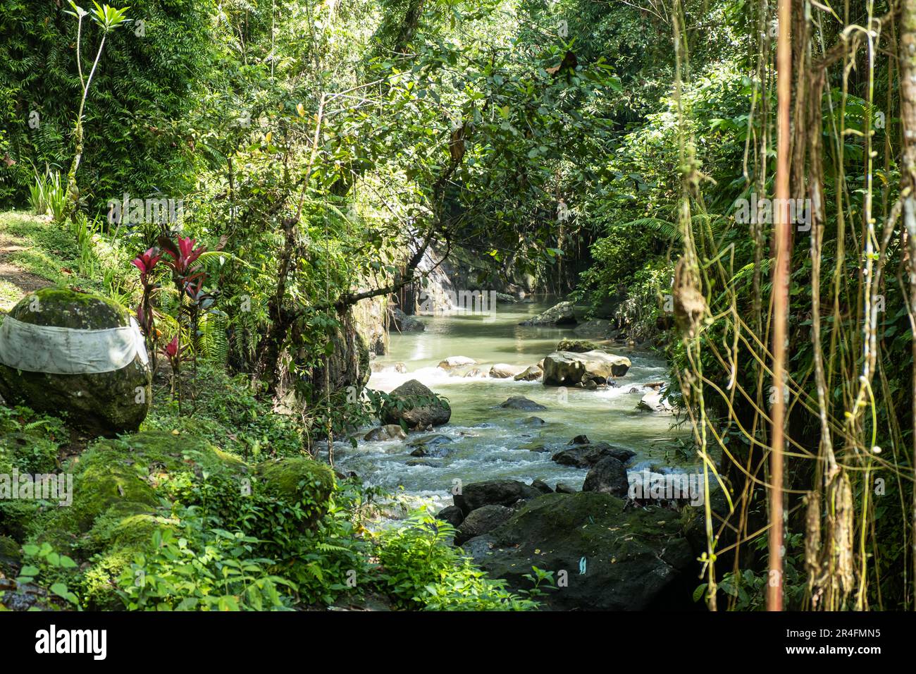 la giungla Foto Stock