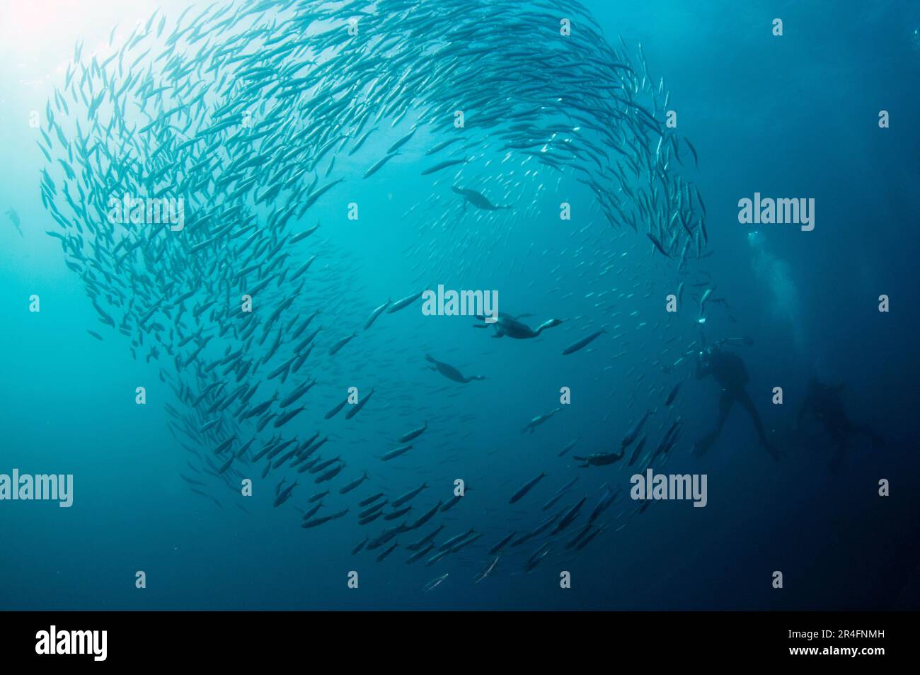 Subacquei fotografando Capo Cormorani, Phalacrocorax capensis, classificato come Endangered, nuotando tra pallina di pilchards del Sud Africa, Sardi Foto Stock