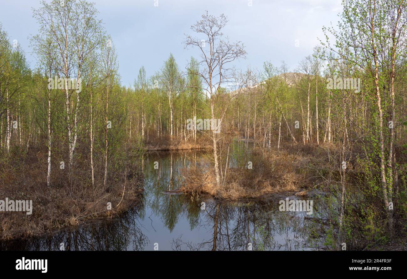 Inondazioni fluviali in primavera nella Lapponia finlandese Foto Stock