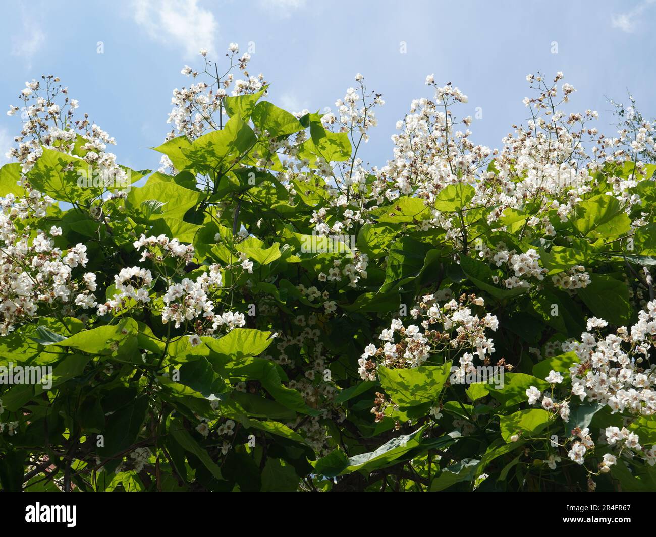 Albero fiorito di Catalpa con fiori bianchi e foglie verdi alla luce del sole sul cielo blu Foto Stock