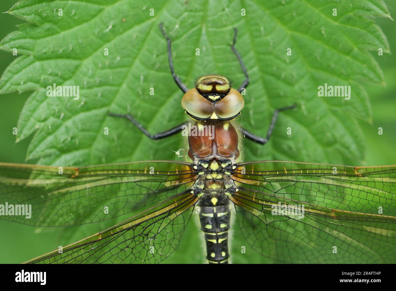 Un colpo di testa di una donna Hairy Dragonfly, Brachytron pratense, arroccata su una foglia. Foto Stock