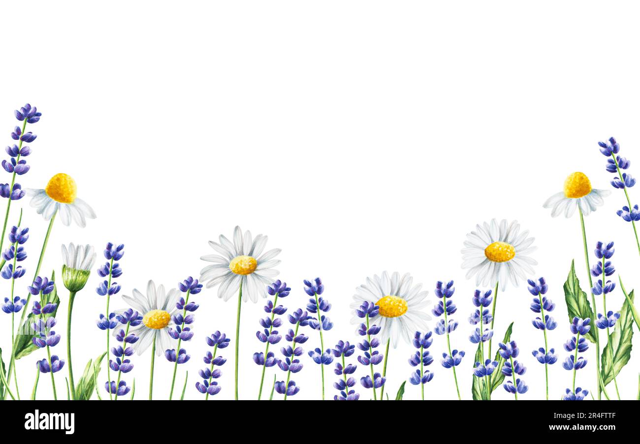 Banner acquerello con lavanda e camomilla isolato su sfondo bianco. Particolare di prodotti di bellezza e botanica set, cosmetologia e me Foto Stock