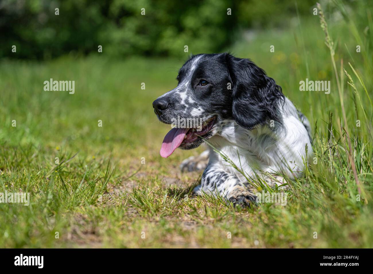 Un maschio inglese Springer Spaniel bianco e nero di sei mesi in una giornata estiva in un campo d'erba Foto Stock