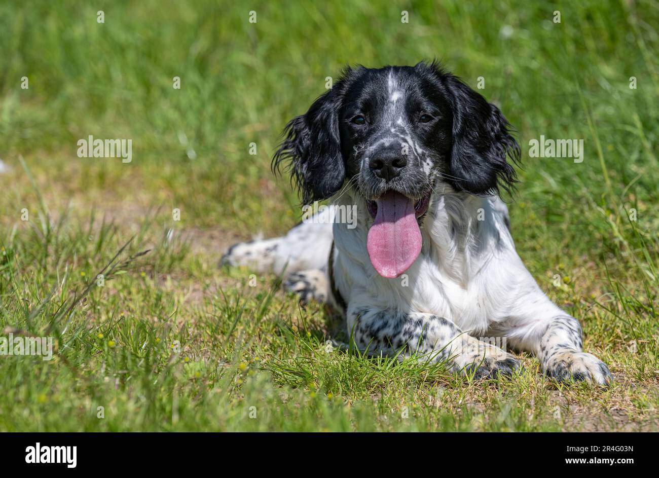 Un maschio inglese Springer Spaniel bianco e nero di sei mesi in una giornata estiva in un campo d'erba Foto Stock