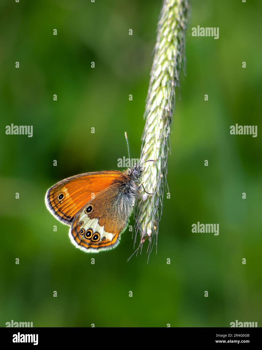 Farfalla marrone su sfondo verde sfocato, foto ravvicinata di una farfalla Foto Stock