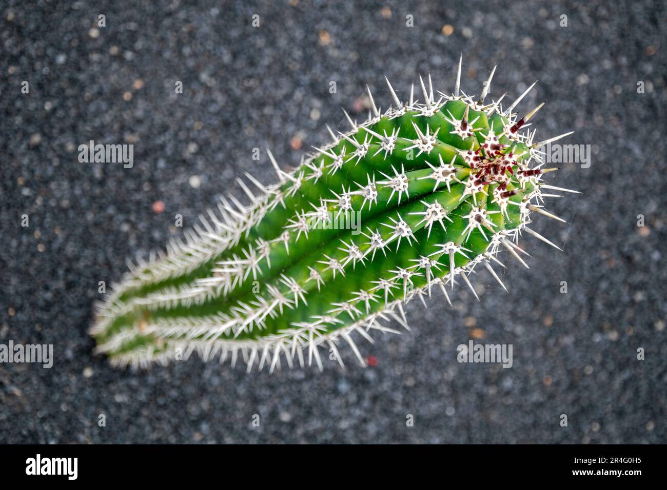 un'immagine astratta di una pianta isolata di cactus alta e sottile Foto Stock