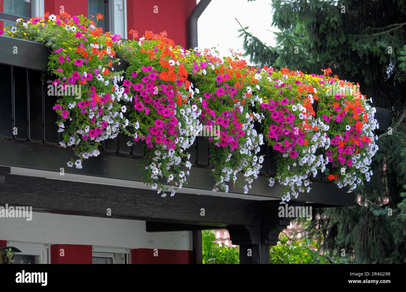 Baden-Wuerttemberg, Foresta Nera balcone con Petunias e gerani Foto Stock