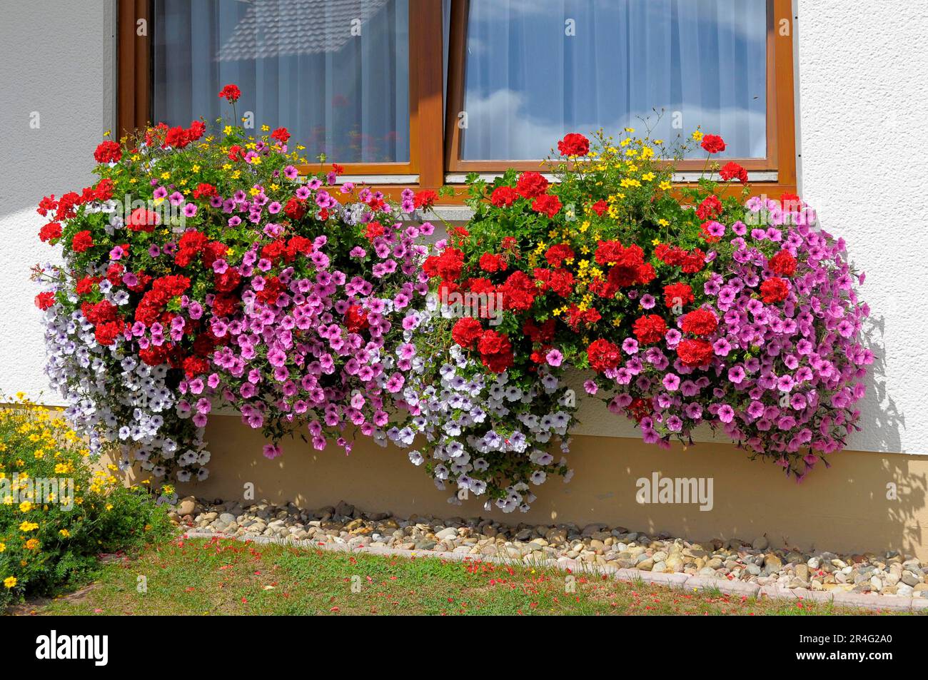 Baden-Wuerttemberg, casa nella Foresta Nera con giardino fiorito in estate, diversi fiori estivi in giardino, petunie e gerani alla finestra Foto Stock