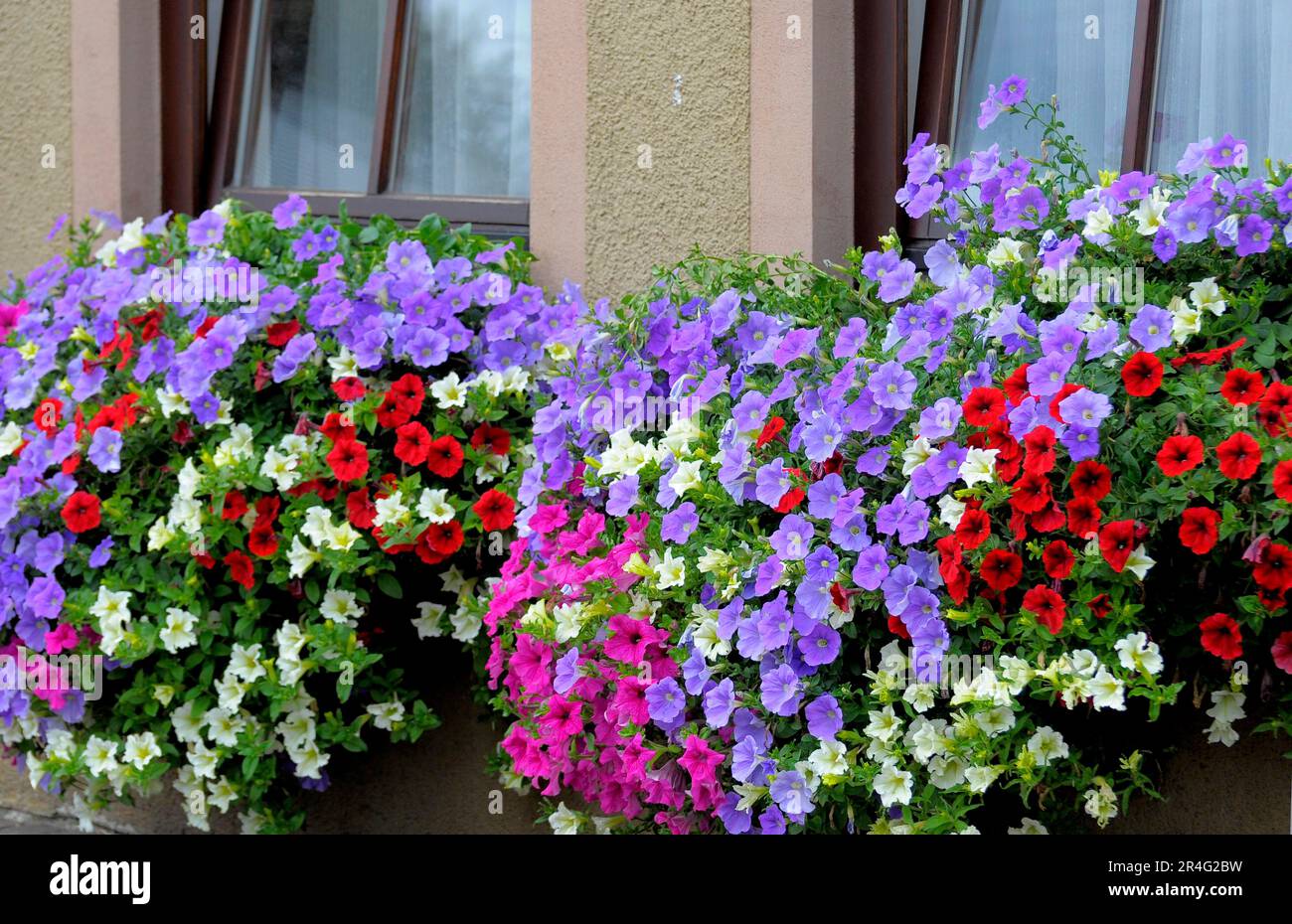 Baden-Wuerttemberg, Foresta Nera Petunias alla finestra esterna Foto Stock