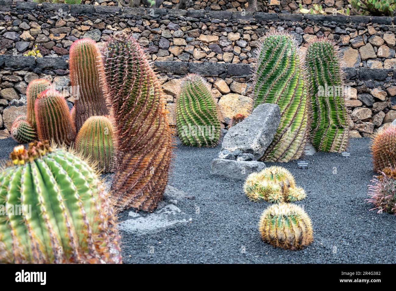 Una collezione di varie piante di cactus a forma di spirale che crescono nel suolo vulcanico di Lanzarote Foto Stock