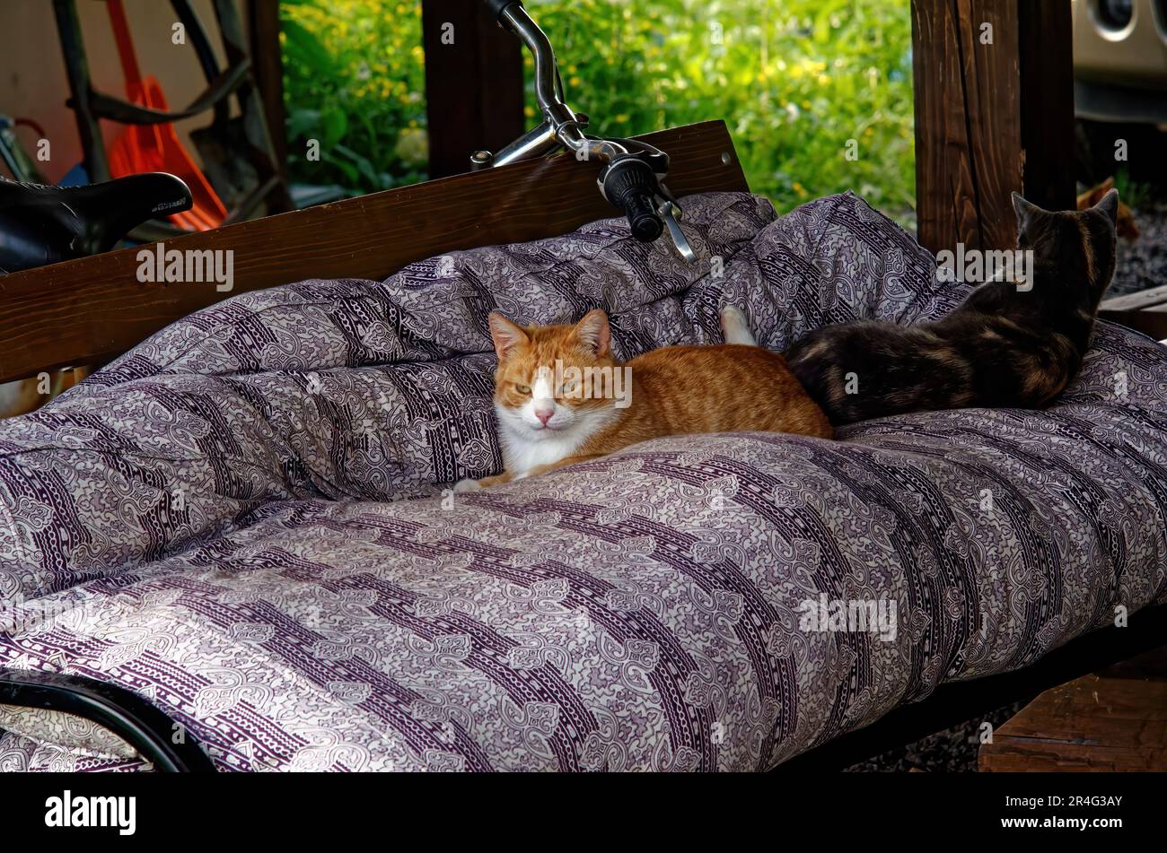 Gatti sdraiati sul divano in estate, nel villaggio Foto Stock