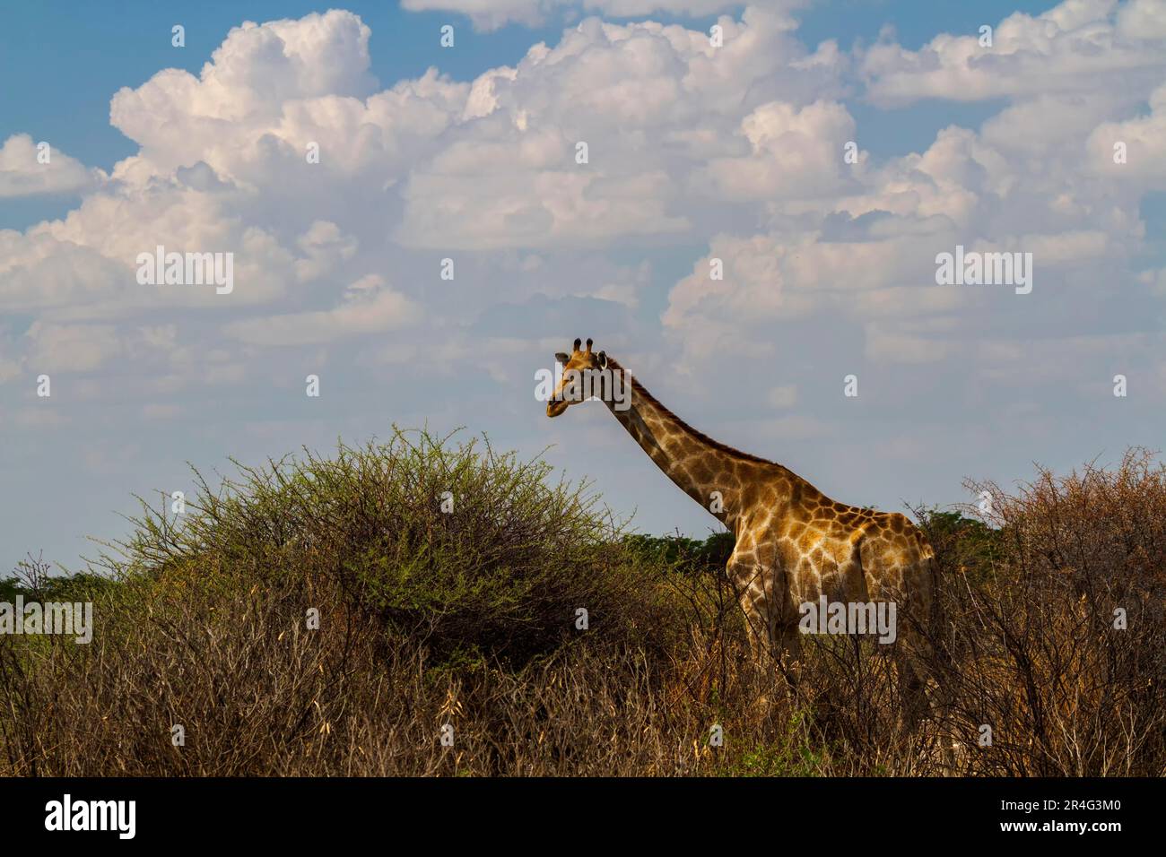 Giraffe (Giraffa camelopardalis), il Parco Nazionale di Etosha, Namibia Foto Stock