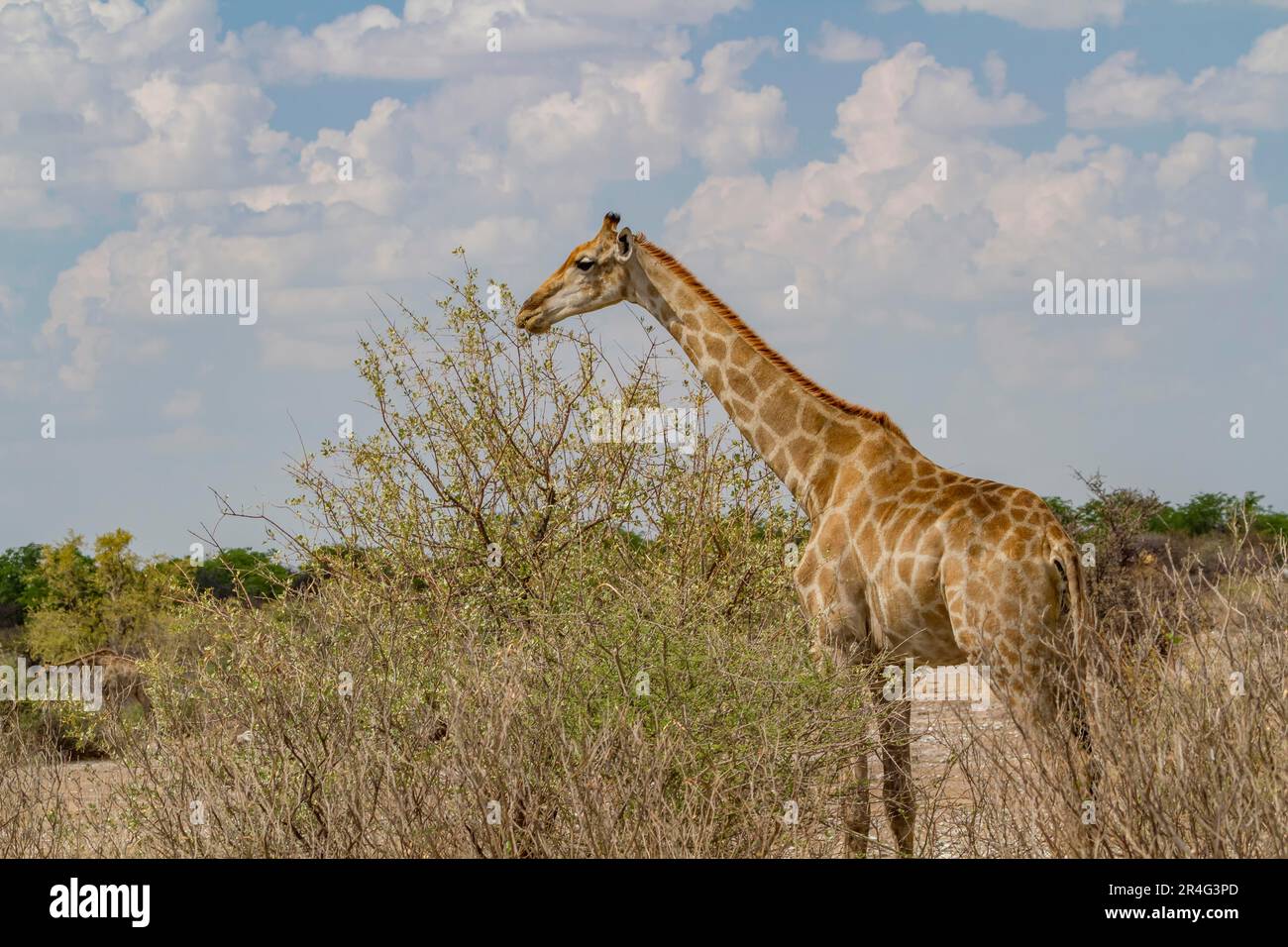 Giraffe (Giraffa) - Camelopardis Foto Stock