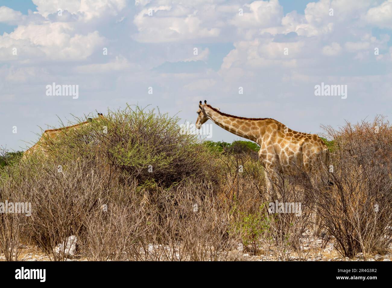 Giraffe (Giraffa) - Camelopardis Foto Stock