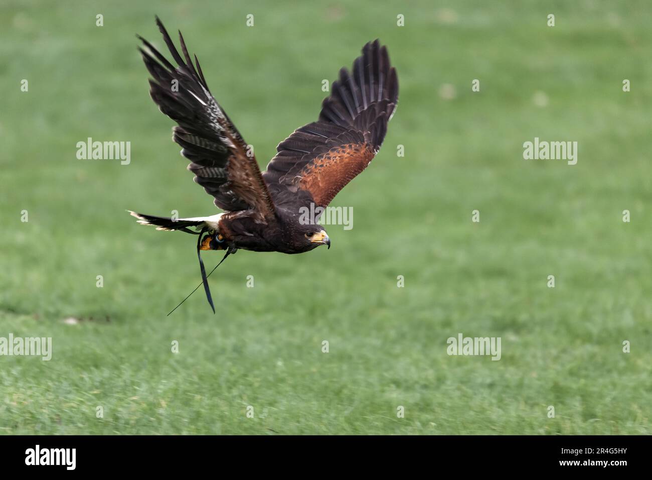 Harris Hawk (Parabuteo unicinctus) Foto Stock