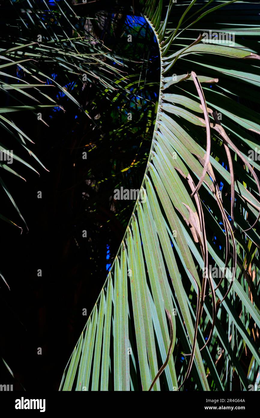 Vista della curva arrotondata di un ramo di palma con foglie Foto Stock