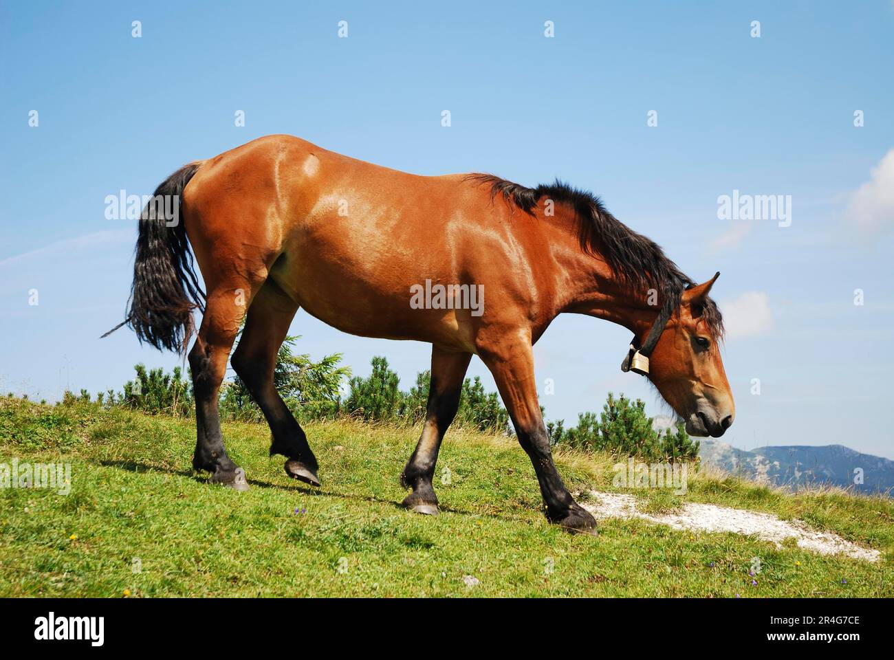 Cavallo di navigazione con una campana al collo Foto Stock