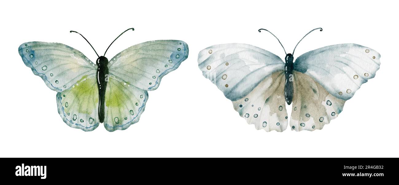 Acquerello verde terra toni collezione farfalle, elementi vettoriali farfalla su sfondo bianco. Farfalla per illustrazione adatta per la decorazione Illustrazione Vettoriale