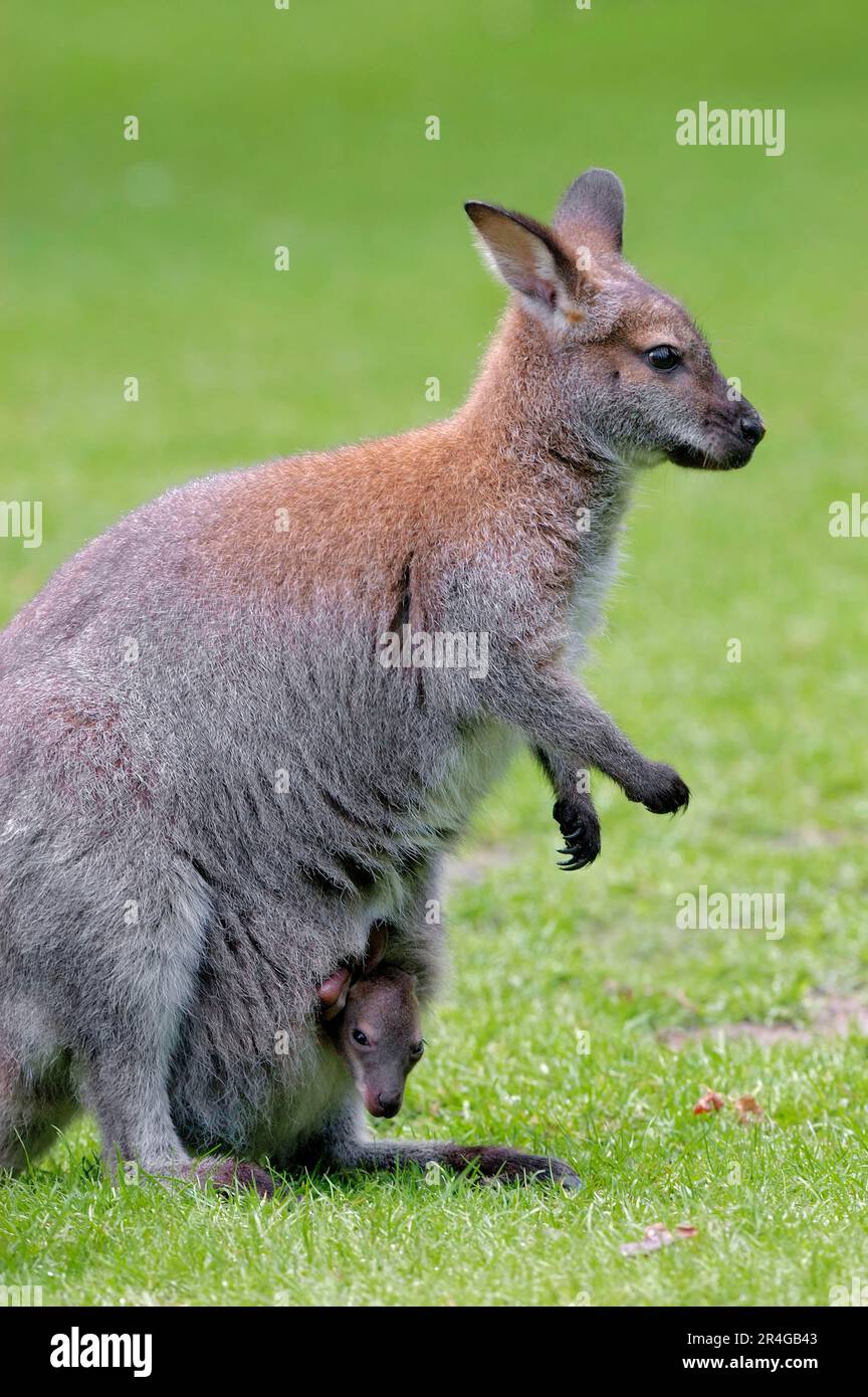 Wallaby a collo rosso (Macropus rufogriseus), femmina con joey, Bennetts Wallaby Foto Stock