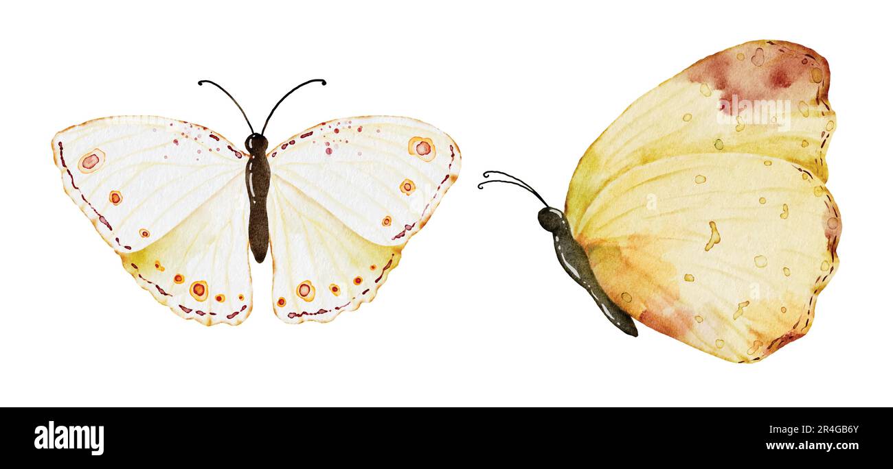Acquerello collezione farfalle gialle, elementi vettoriali farfalla su sfondo bianco. Farfalla di illustrazione adatta per decorare nel vostro disegno Illustrazione Vettoriale