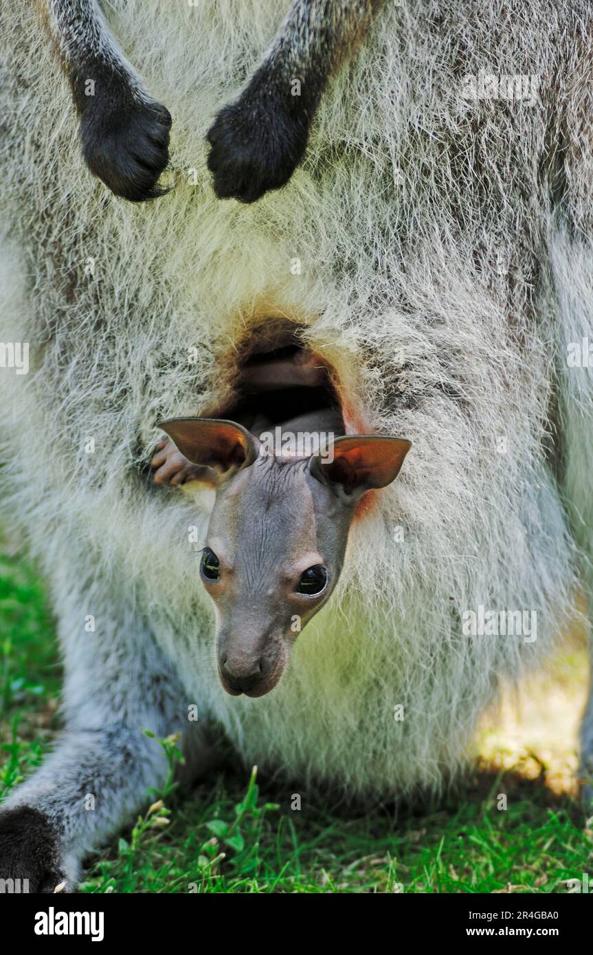 Wallaby dal collo rosso (Macropus rufogriseus), joey, Bennetts Wallaby Foto Stock