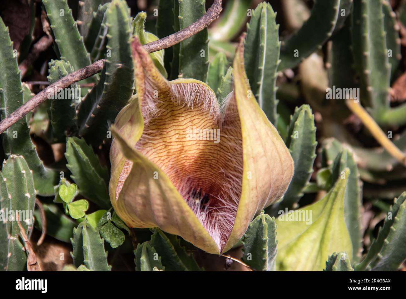 Stapelia gigantea è una specie di pianta appartenente alla famiglia delle Stapelia della famiglia delle Apocynaceae. I nomi comuni includono il gigante di Zulu e il carrione Foto Stock