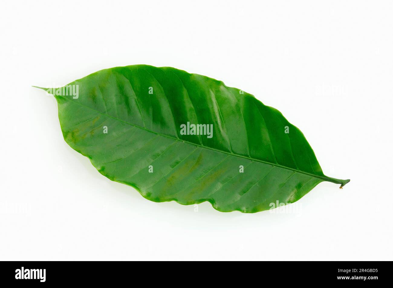 Caffè Bush, caffè qualità arabica (Coffea arabica) Foto Stock
