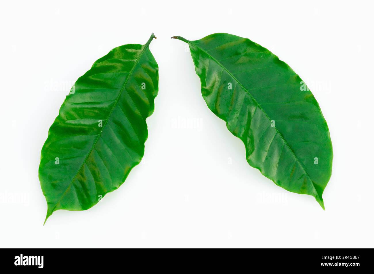 Caffè Bush, caffè qualità arabica (Coffea arabica) Foto Stock