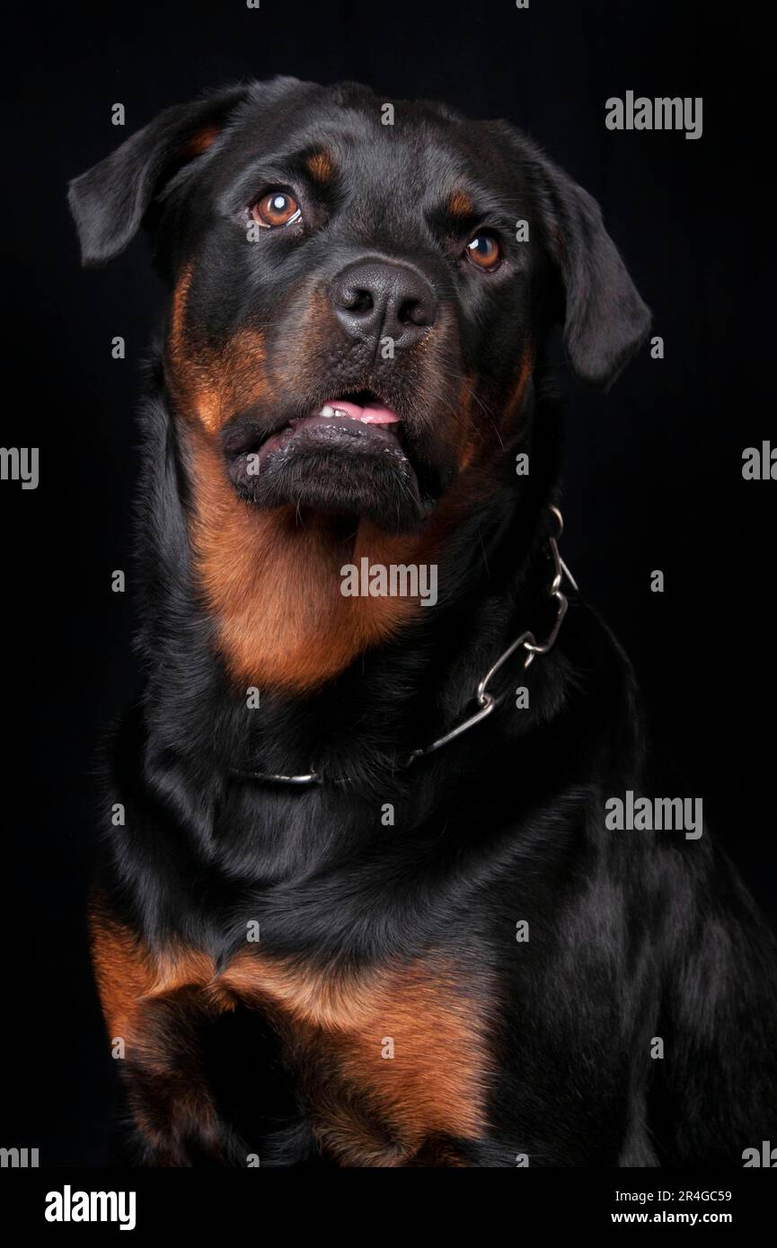 Rottweiler, maschio, 1 anno / catena collare Rottweiler, Ruede, 1 Jahr /  Halsband, Kettenhalsband Foto stock - Alamy