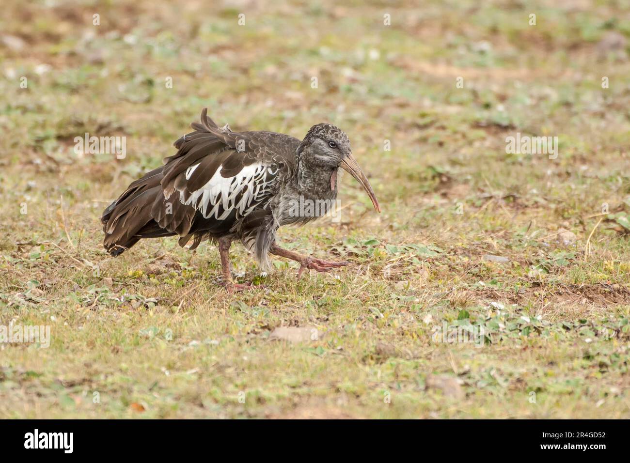 Ibis Wattled (Bostrychia carunculata), parco nazionale delle montagne di Bale, Etiopia Foto Stock