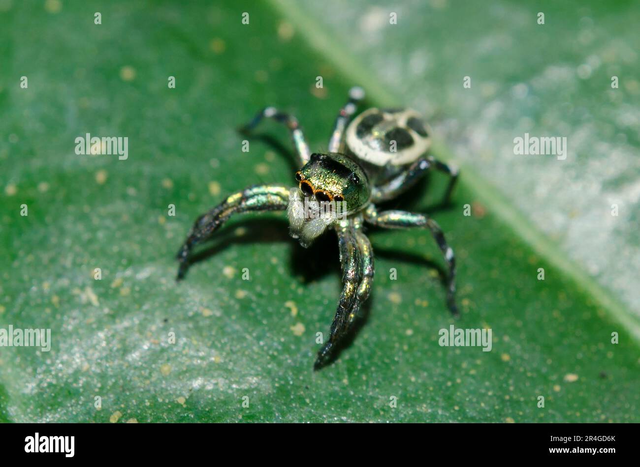 Jumping Spider, Cosmophasis sp, on leaf, Klungkung, Bali, Indonesia Foto Stock
