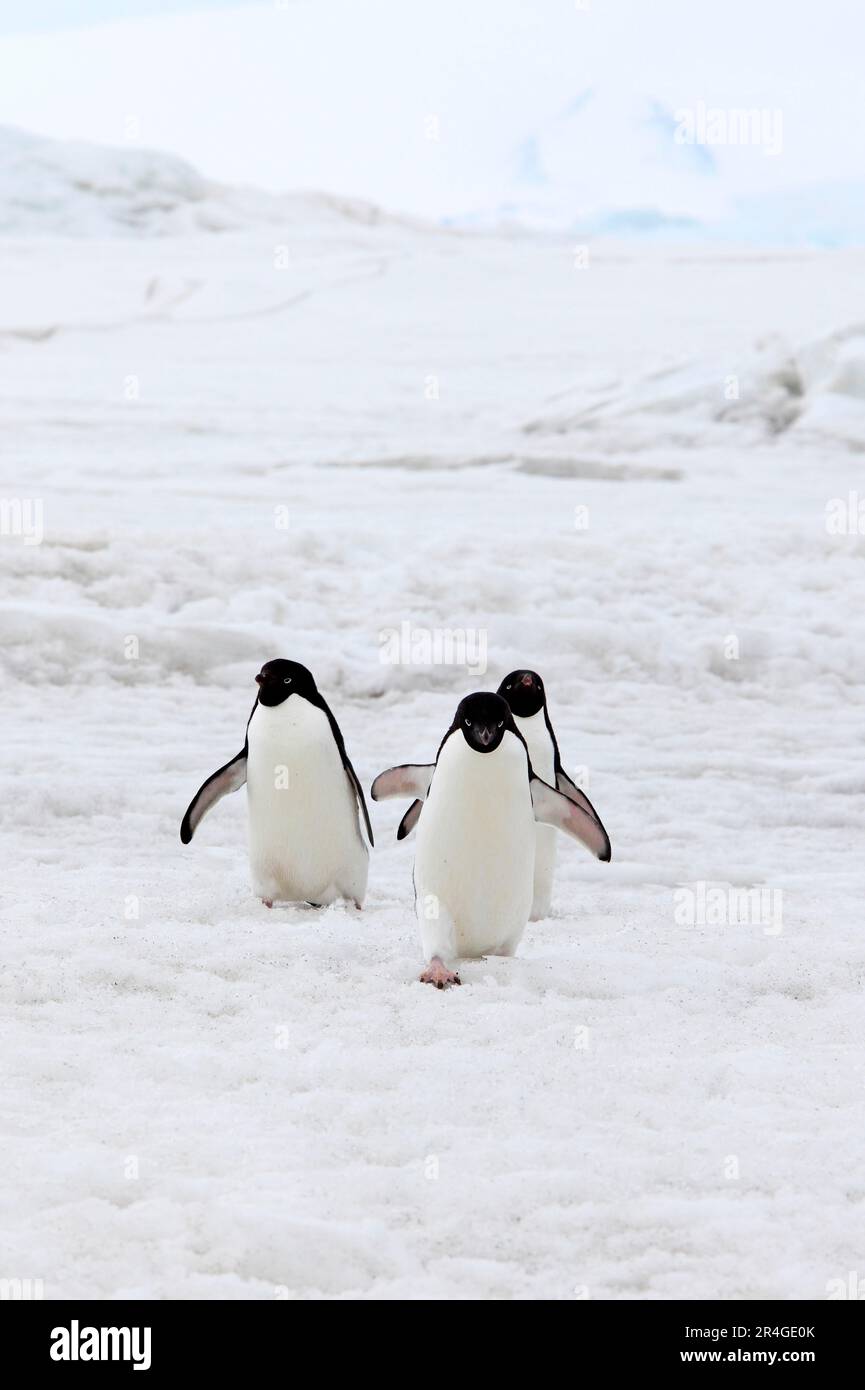 Delie Penguin (Pygoscelis adeliae), gruppo a piedi nella neve, Antartide, Devil'Island, Weddell Sea Foto Stock
