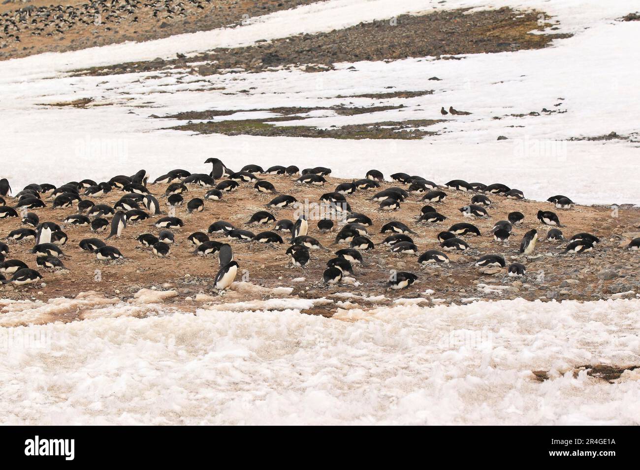 Pinguino Adelie (Pygoscelis adeliae), allevamento in colonia, Antartide, Isola del Diavolo, Mare Weddell Foto Stock