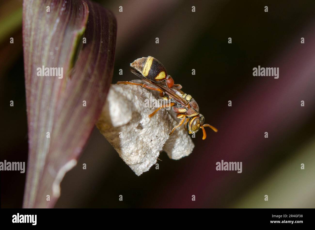 Carta Wasp, Ropalidia fasciata, nido di costruzione su foglia, Saba, Bali, Indonesia Foto Stock