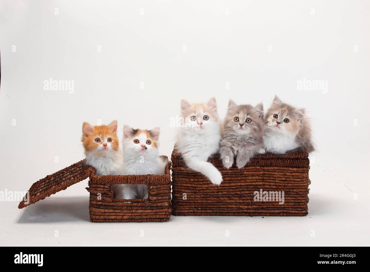 Longhair Cats, Kittens, 10 settimane, Highlander, Lowlander, Britannica, BLH, Crate Foto Stock