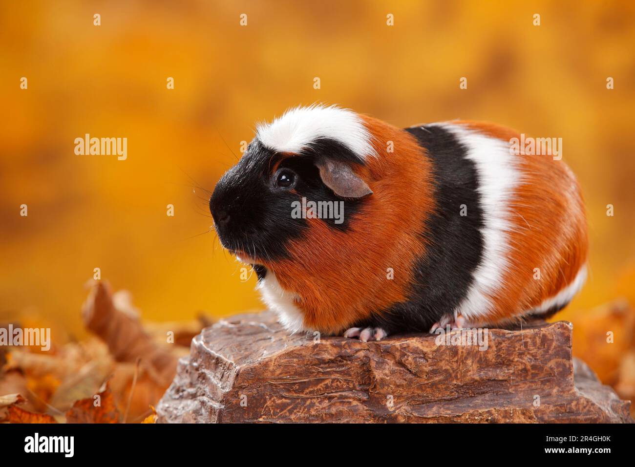 Maiale di Guinea Crested inglese, tortie-bianco Foto Stock