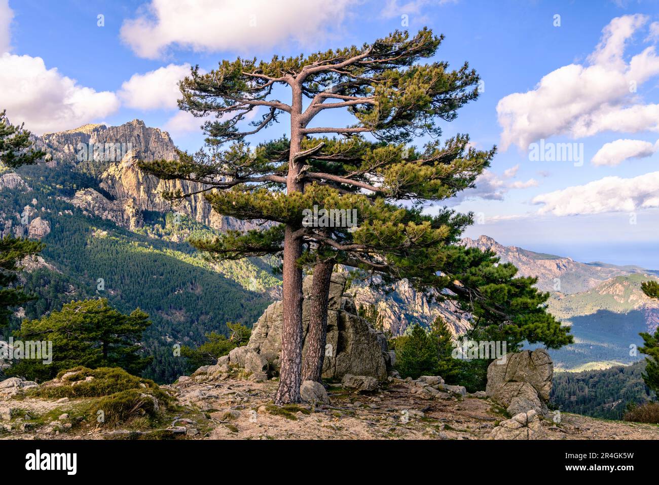 Pini di fronte alle punte rocciose di granito rosso 'Aiguilles de Bavella' montagne - Monte Cinto, Corsica Foto Stock