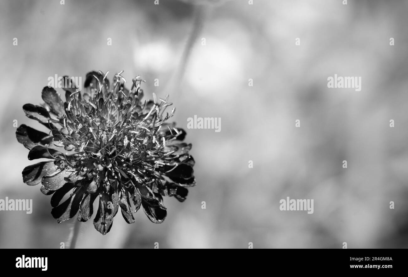 Knautia macedonica primo piano di fiore bianco e nero Foto Stock