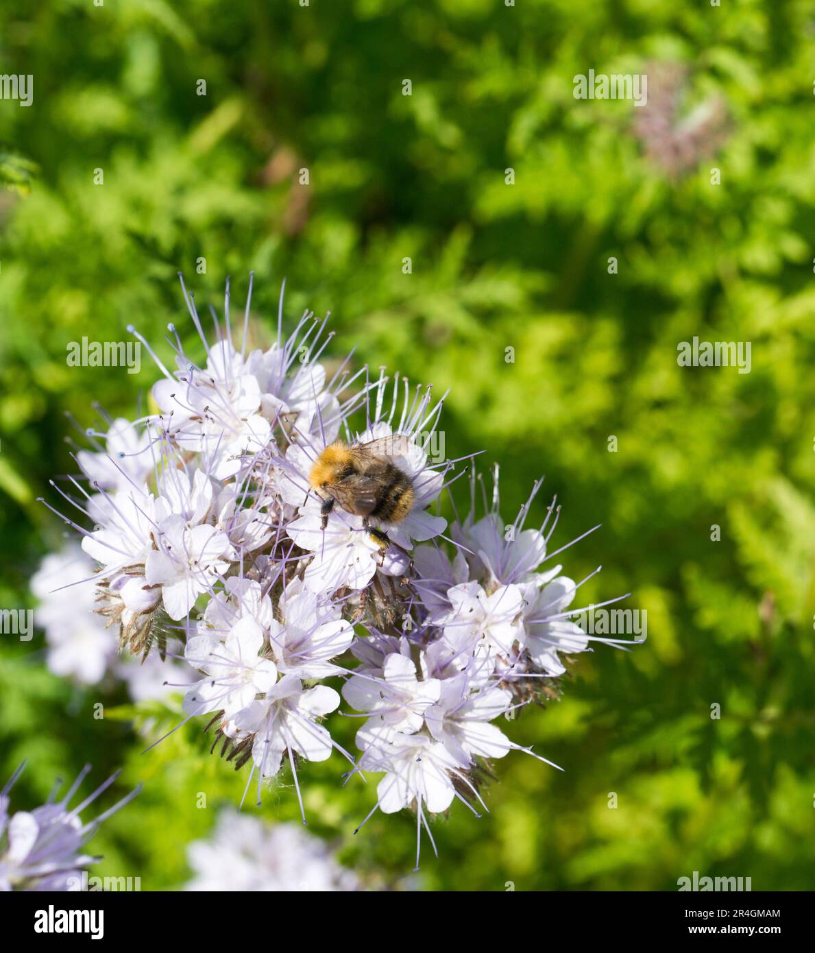 lady phacelia con api Foto Stock