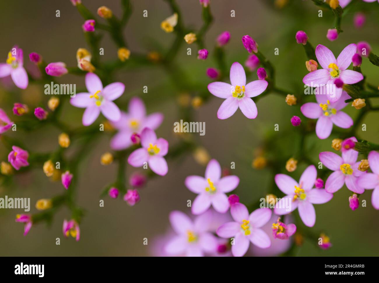 Esplosione di colori quando questi piccoli fiori rosa germogliano nel prato. Centauria europea. Messa a fuoco selettiva. Parti fuori fuoco Foto Stock