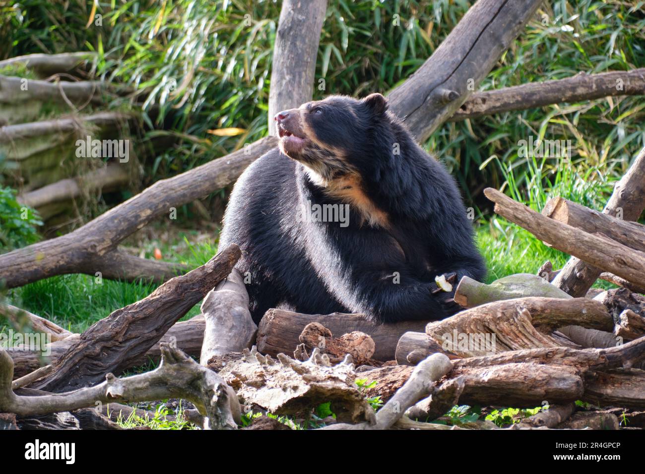 Un orso andino tra tronchi di alberi caduti allo Zoo di Chester Foto Stock