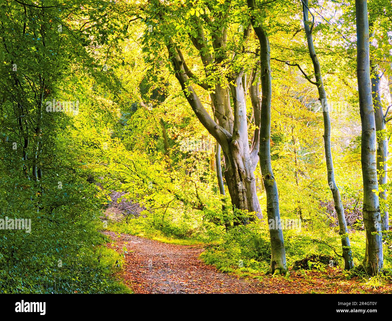 Clandeboye Wood, Bangor, County Down, Irlanda del Nord. Foto Stock