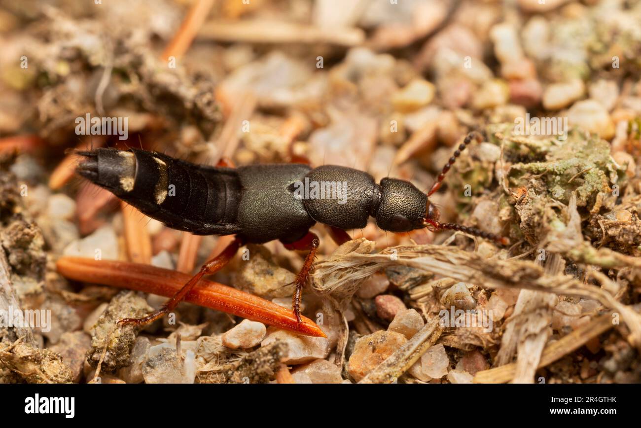 Platydracus fulvipes tra le rocce, macro foto Foto Stock