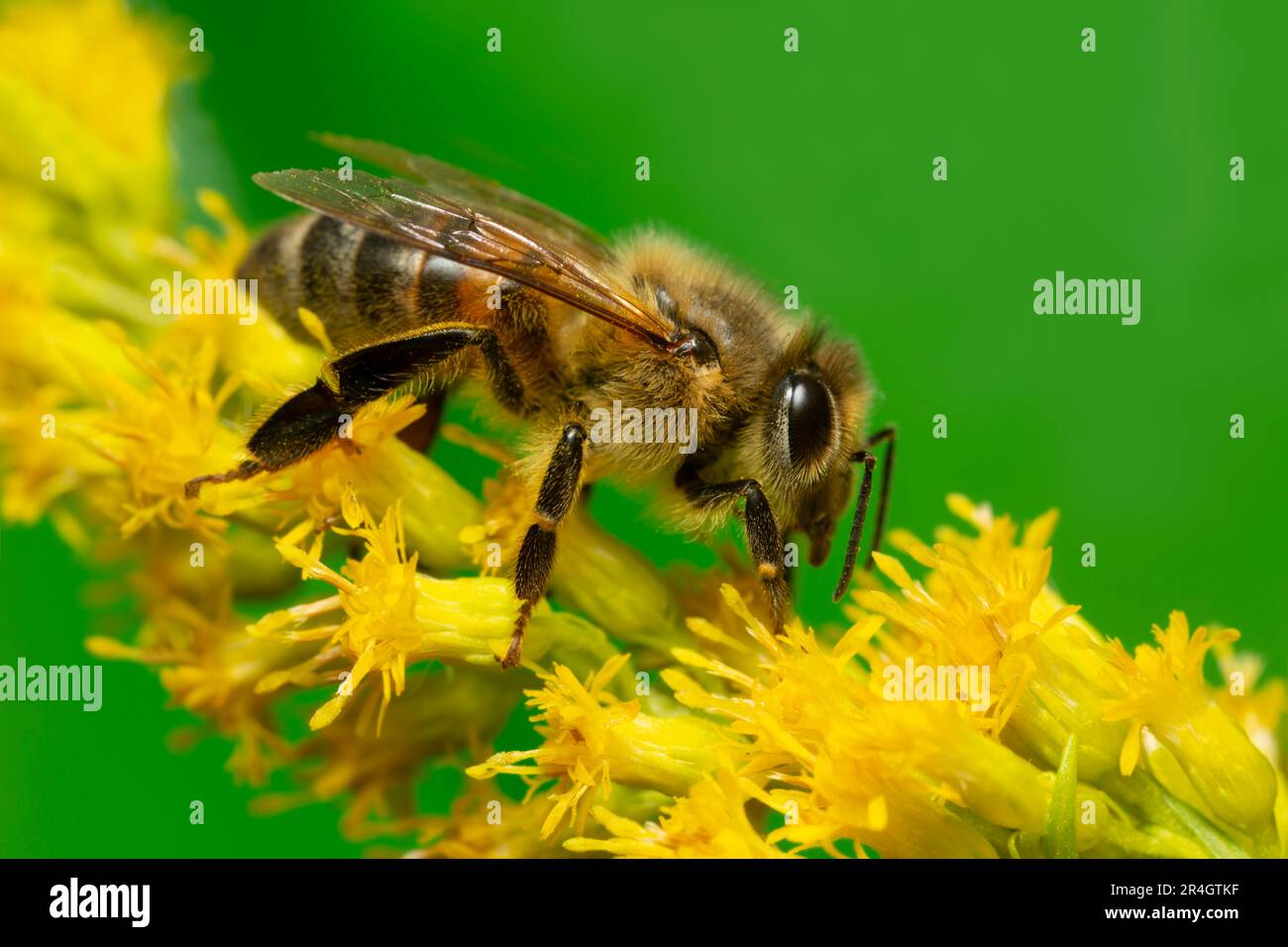 Ape di miele occidentale, Apis mellifera su Solidago fiore, questo insetto è un impollinatore importante Foto Stock