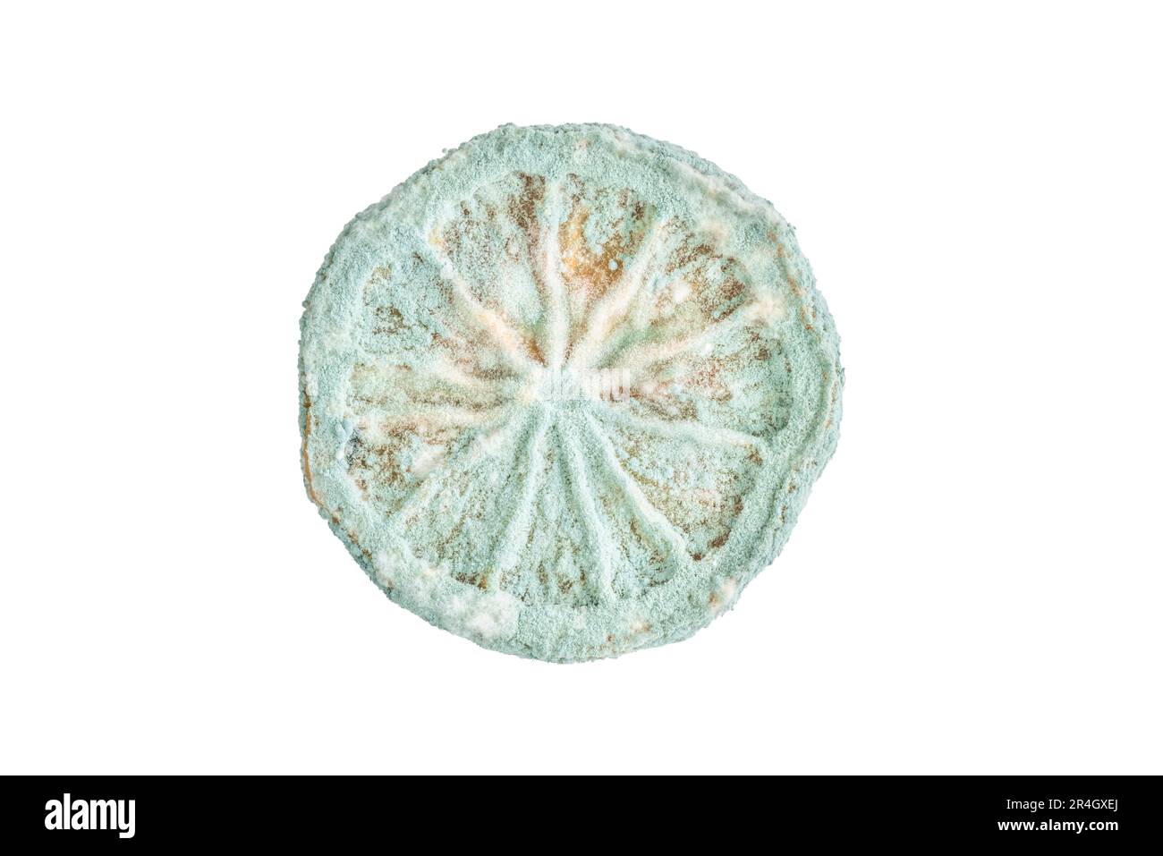 frutta ammuffita, fettina di limone o agrumi rovinata dalla muffa. isolato ammuffito intatto sezione di limone o arancia frutta su bianco. cattivo cibo non sano co Foto Stock