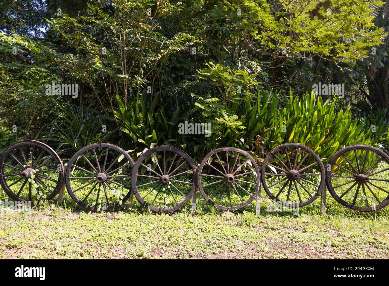 Ruota del carro Fence intorno all'albero Foto Stock