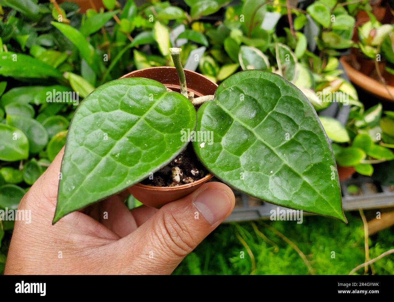 Primo piano delle foglie testurizzate di Hoya parassitica Black Margin Foto Stock