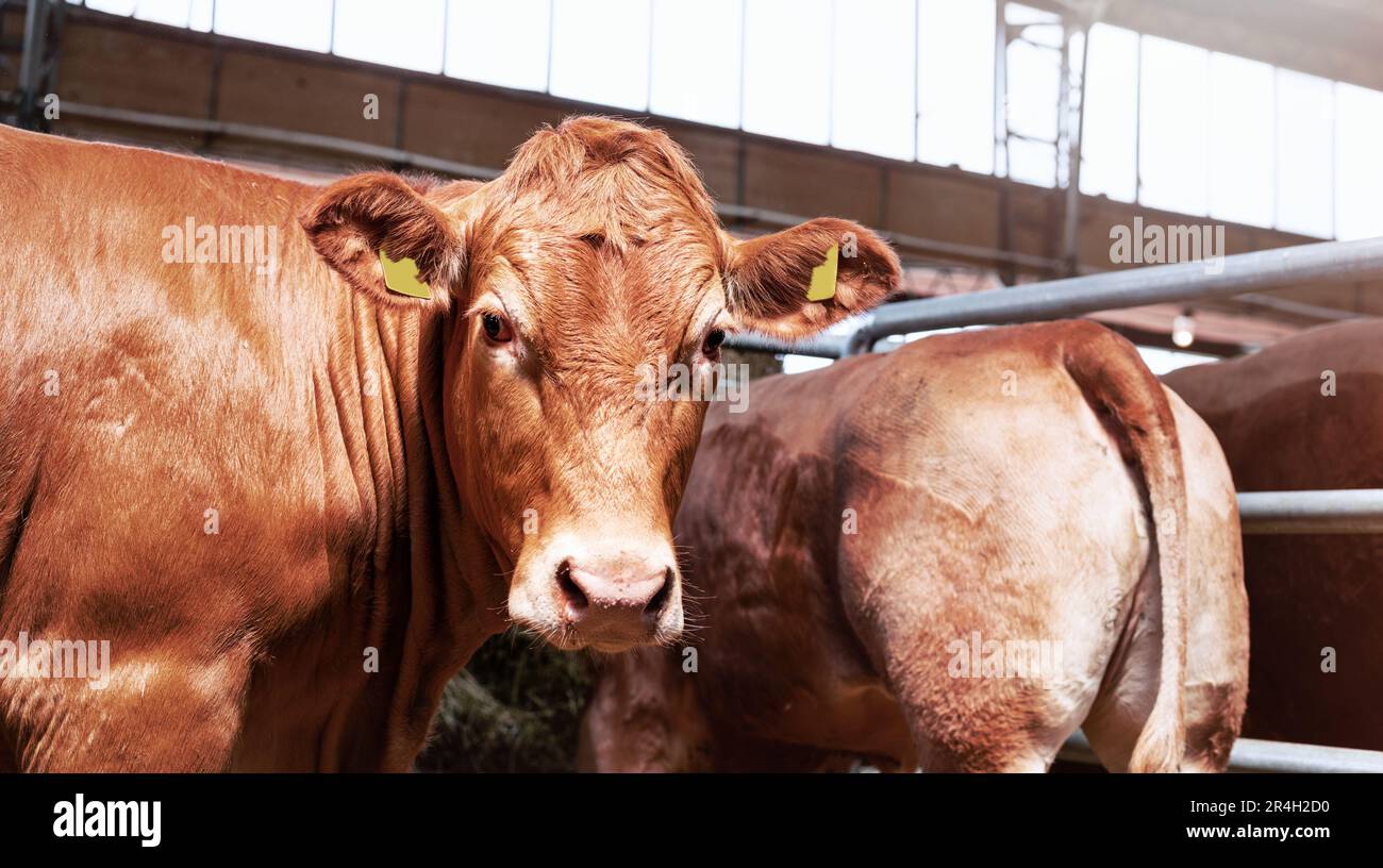 Vacca rossa ritratto in allevamento bovino, allevamento animale. Foto Stock
