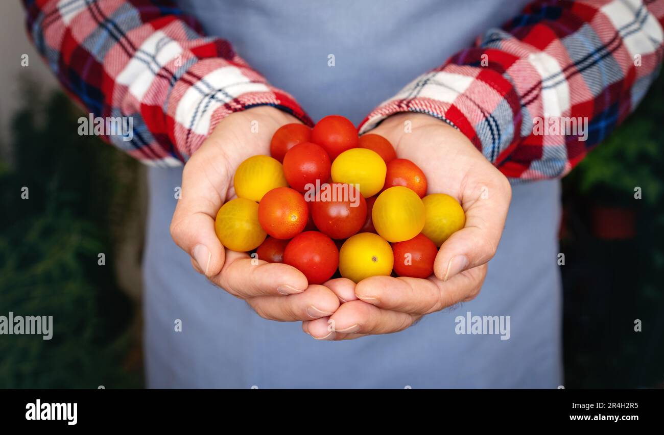 Pomodori ciliegini rossi e gialli nelle mani dell'agricoltore. Agricoltura biologica di ortaggi. Foto Stock
